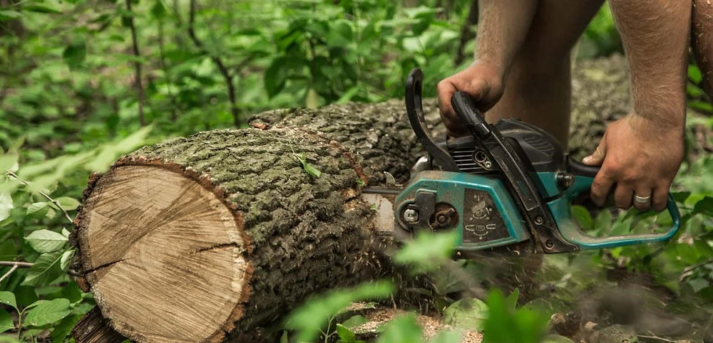Choose the Right Professional Tree Removal Service Today