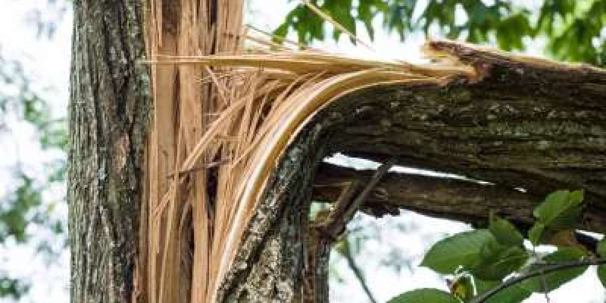 Emergency Tree Removal Services You Can Trust