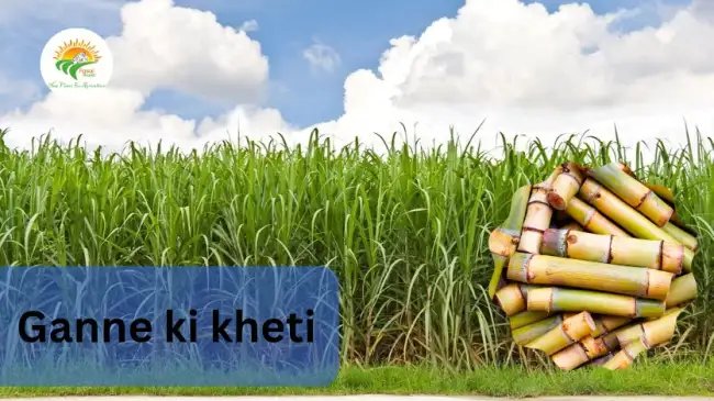 Ganne Ki Kheti: खेती की आधुनिक तकनीकें और सरकारी योजनाएँ (2025 अपडेटेड गाइड)