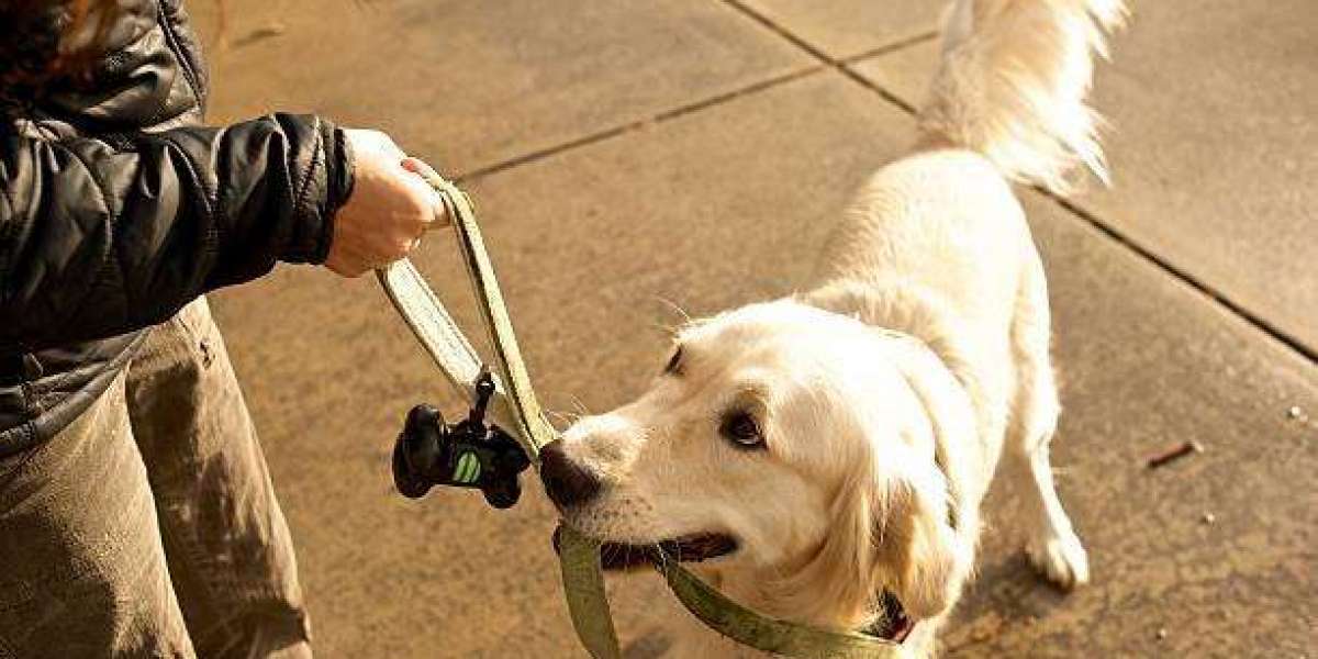 Finding Quality Products for Your Pets in Denver