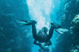 Sharks Panama Experience | Diving in Panama Central America Adventure – Scuba coiba