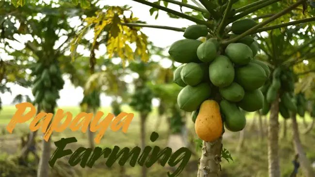 आधुनिक तकनीकों के साथ Papaya Farming को बनाएं सुपर प्रॉफिटेबल