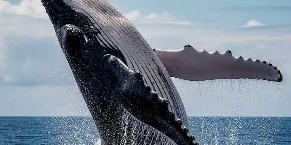 Best Whale Watching: Top Destinations Around the World