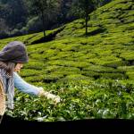 tea mill