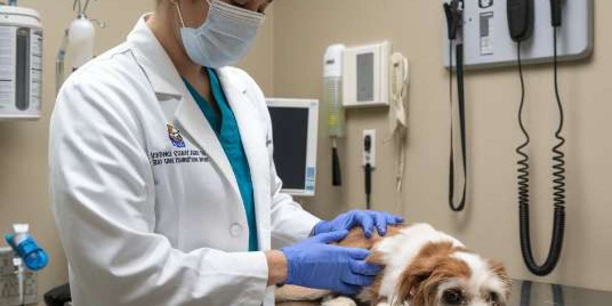 A Complete Guide to Dog Euthanasia: What Pet Owners Need to Know