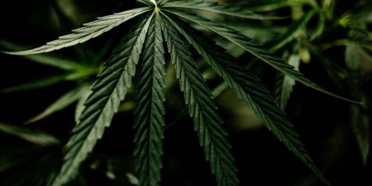 The Real Difference Between Average and Top-Shelf Cannabis Flower