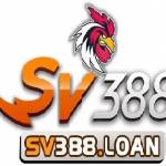 Sv388 Sàn Đá Gà Máu