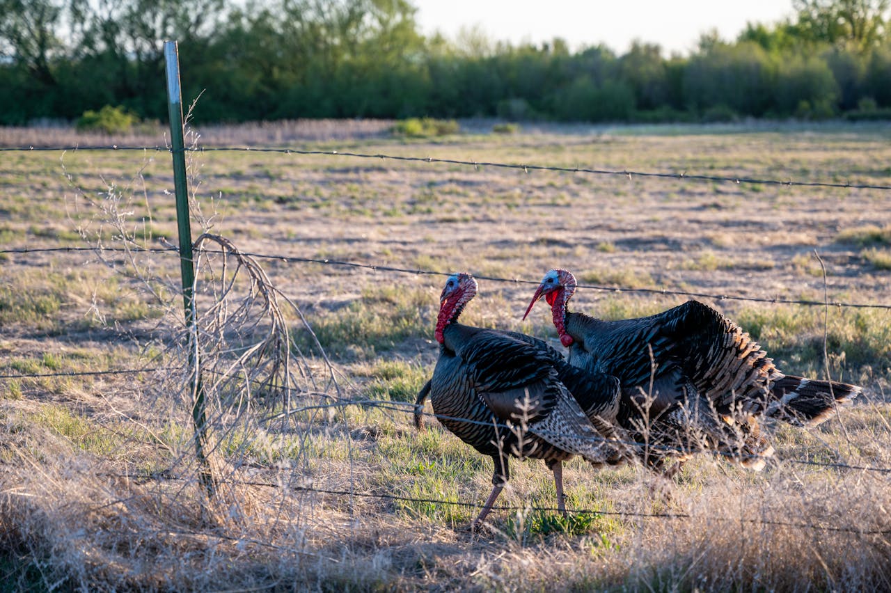 Texas Turkey Hunts: A Beginner's Guide for a Thrilling Adventure
