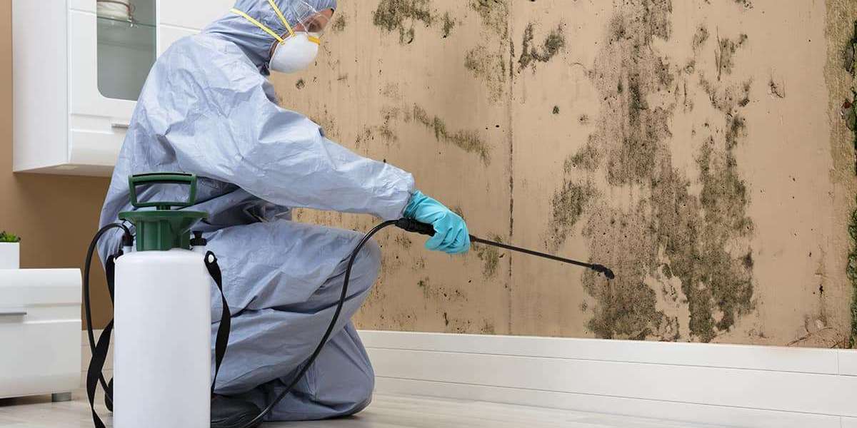 Mold Removal Tacoma: Protect Your Home from Hidden Mold Damage
