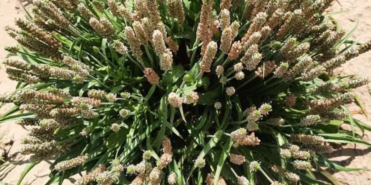 Choosing Reliable Herbal Indian Ingredient Suppliers in Australia