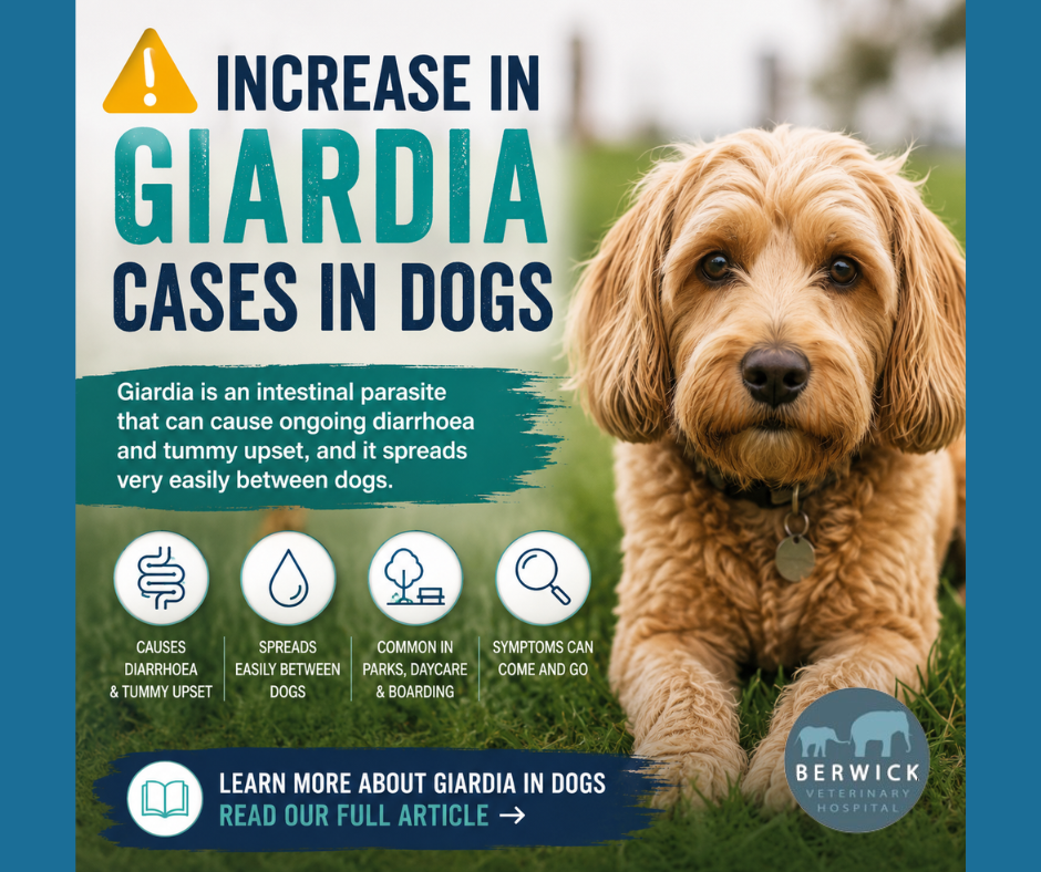 Recent Increase in Giardia Cases: What We’re Seeing at Berwick Veterinary Hospital - Berwick Veterinary Hospital