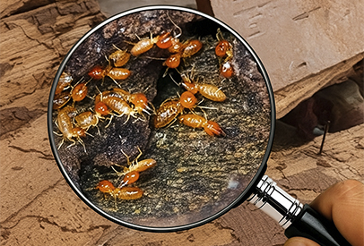 Termite Control Specialist Singapore - Anti Termite Treatment