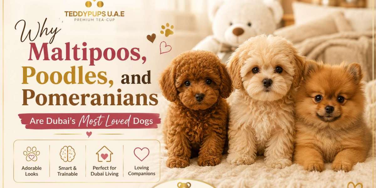 Why Maltipoos, Poodles, and Pomeranians Are Dubai's Most Loved Dogs