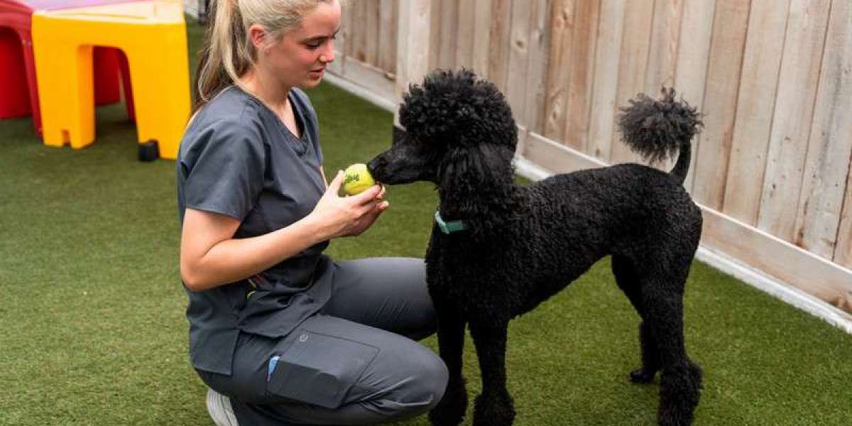 How to Choose Between In-Home and Facility-Based New Orleans Dog Care Services