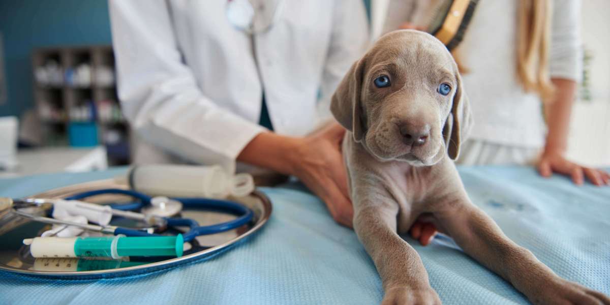 Emergency Pet Hospital in San Diego: Fast Care for Sick & Injured Pets