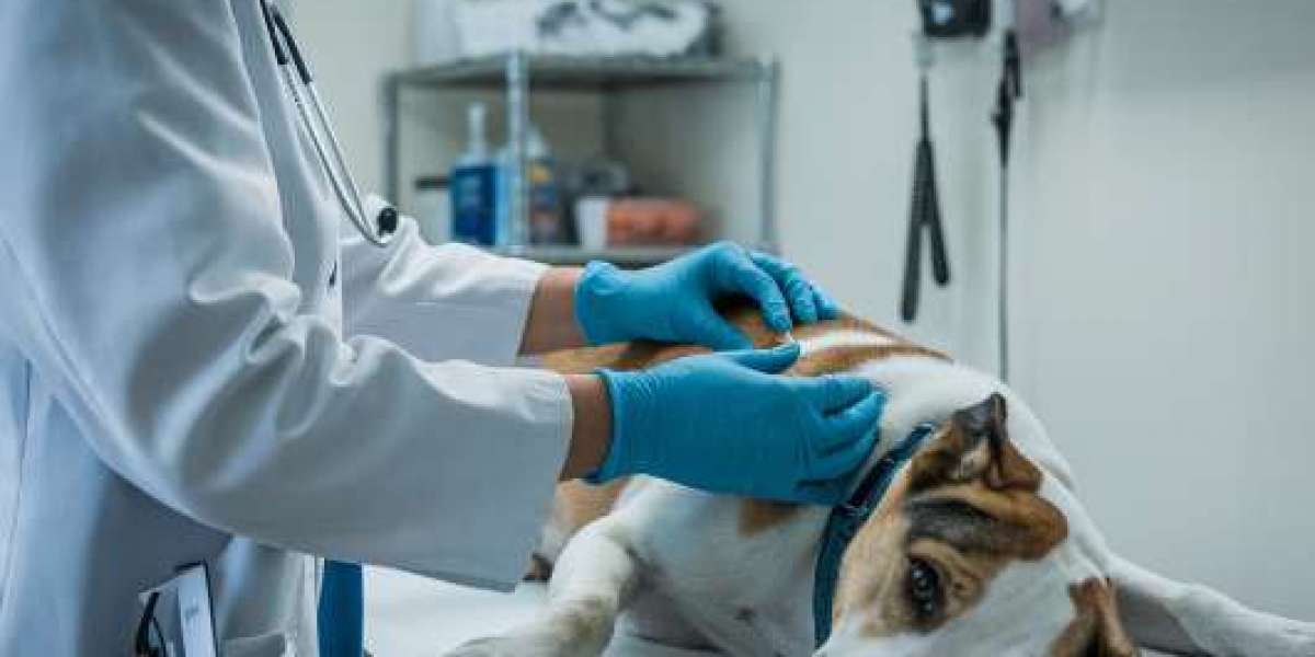 Stress-Free At-Home Dog Euthanasia Support