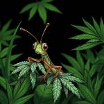 Grasshopper Canna