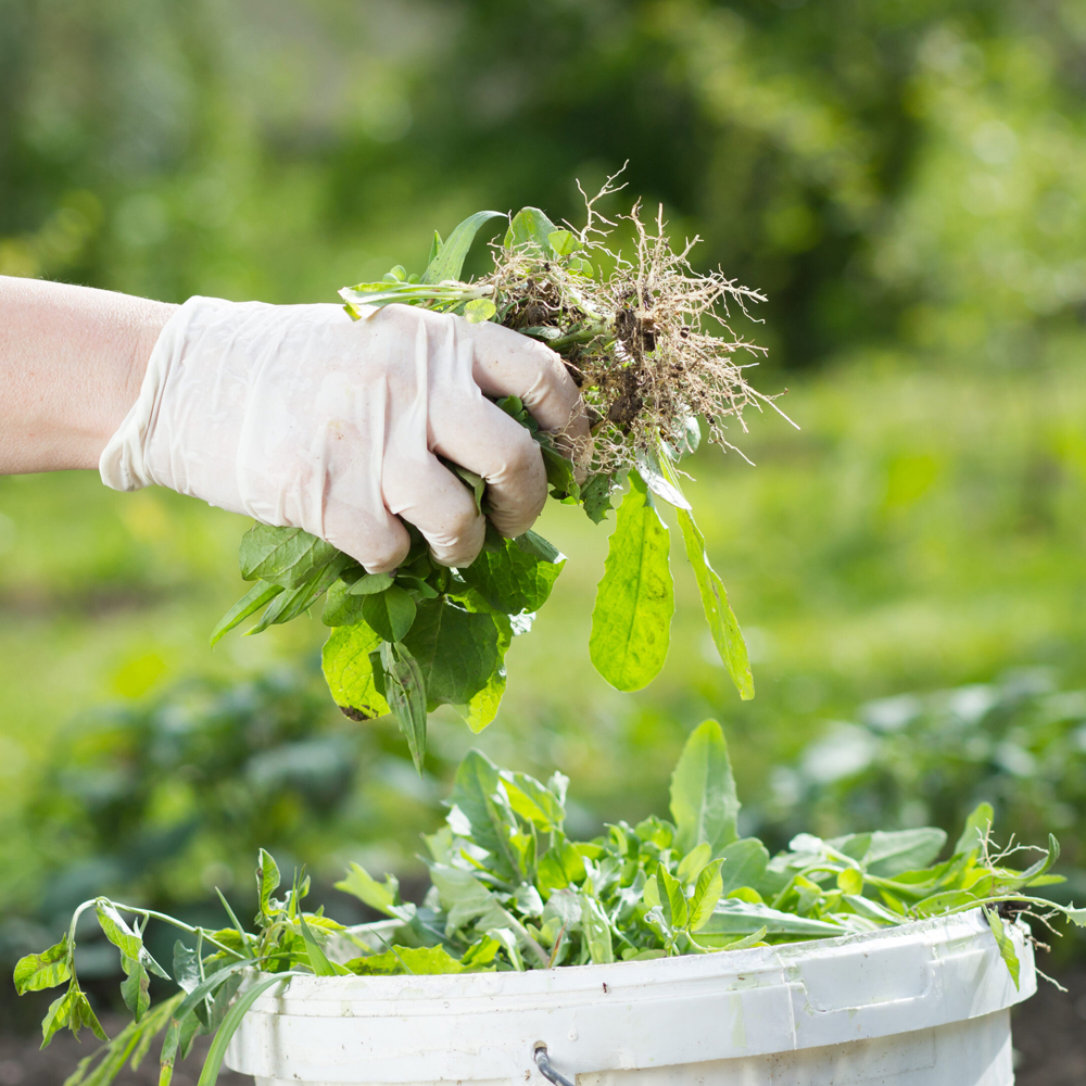 Weeding Services Bacchus Marsh | Weeding Services Near Me