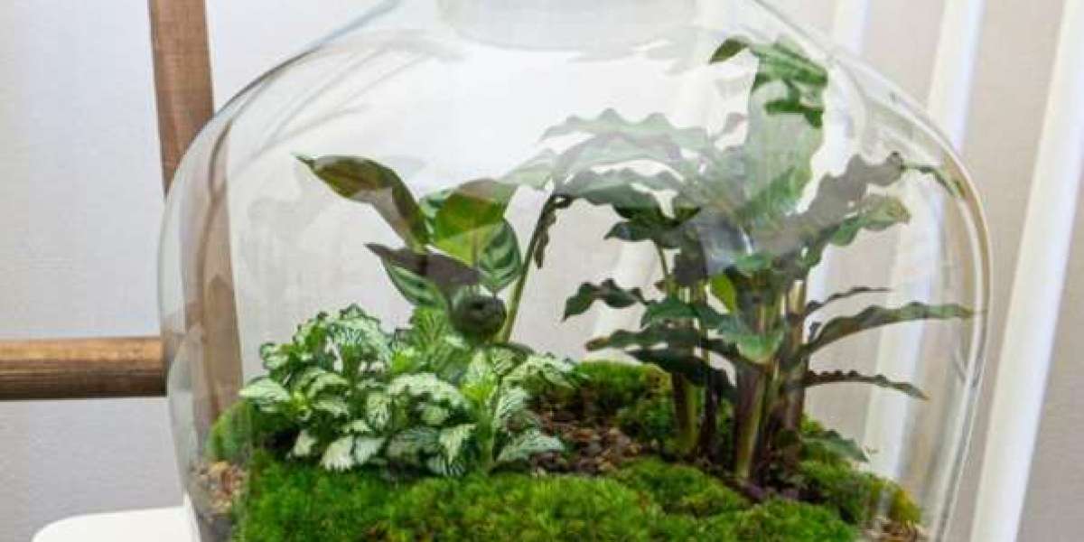 Designing and Customizing Self-Sustaining Botanical Displays for Modern Indoor Spaces