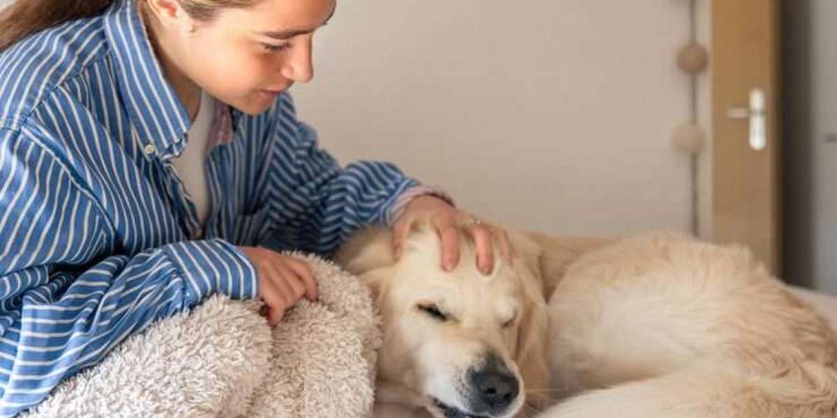 Choosing Pet Euthanasia near me and Affordable cheap Euthanasia