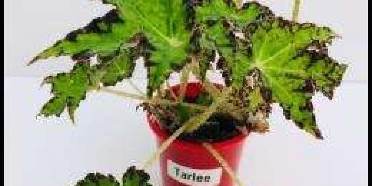 Dressing Up Gardens with Gorgeous Begonias