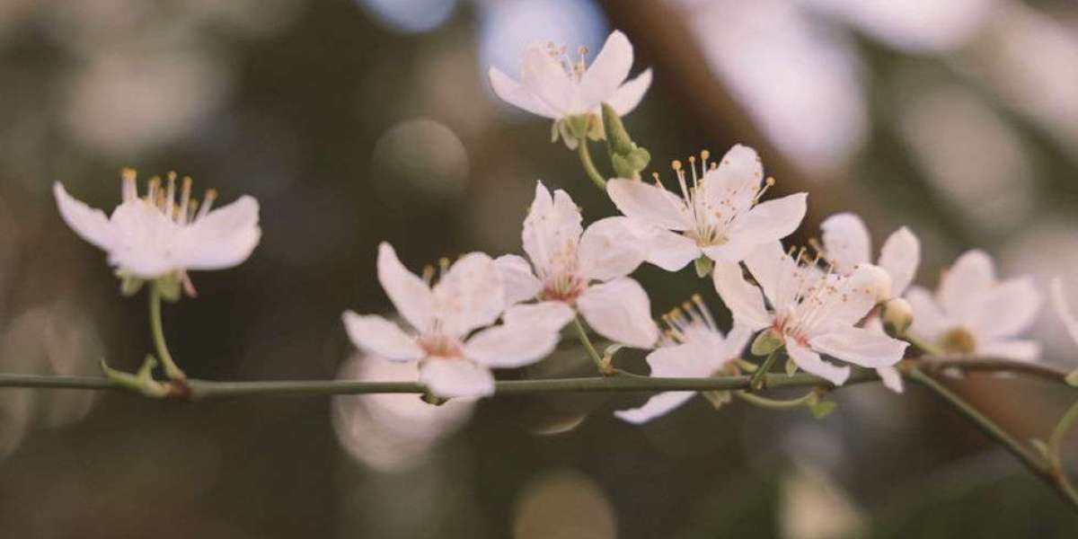 Professional Pregnancy Loss Counsellor Sydney Support Care