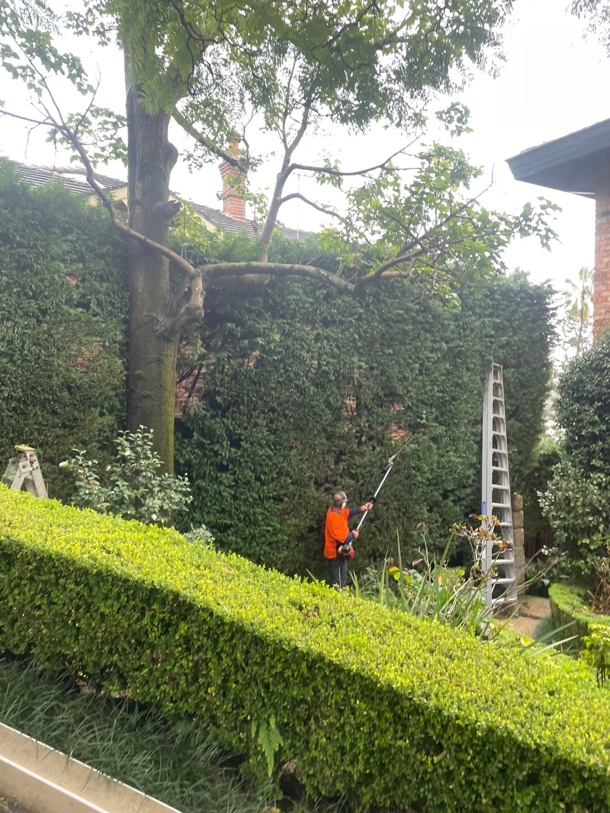 Tree Pruning Services Sydney - Landscaping Sydney