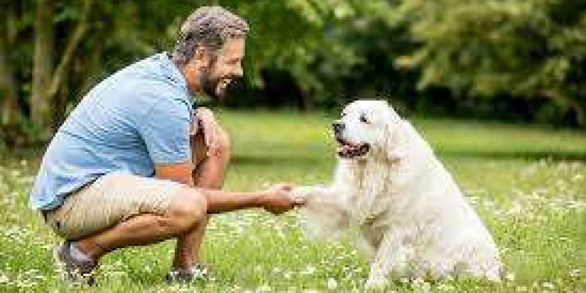 Building Trust and Better Behavior with Force-Free Dog Training