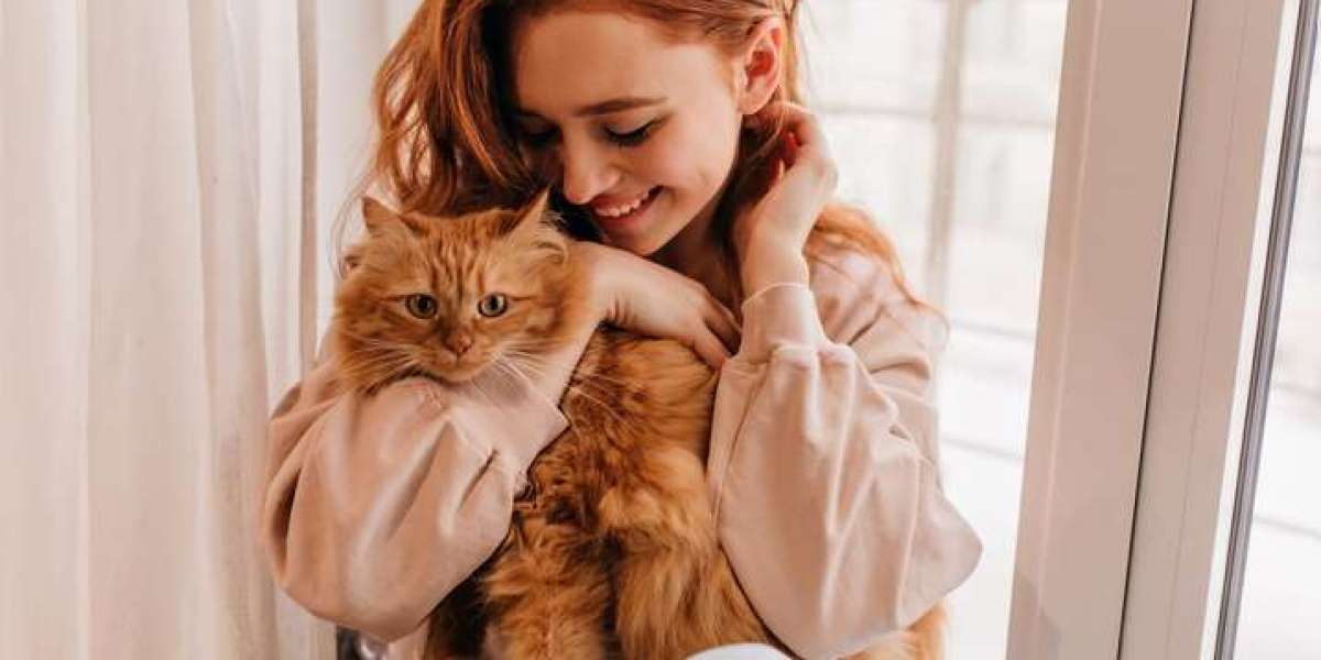 How to Establish a Grooming Routine Your Cat Will Actually Enjoy