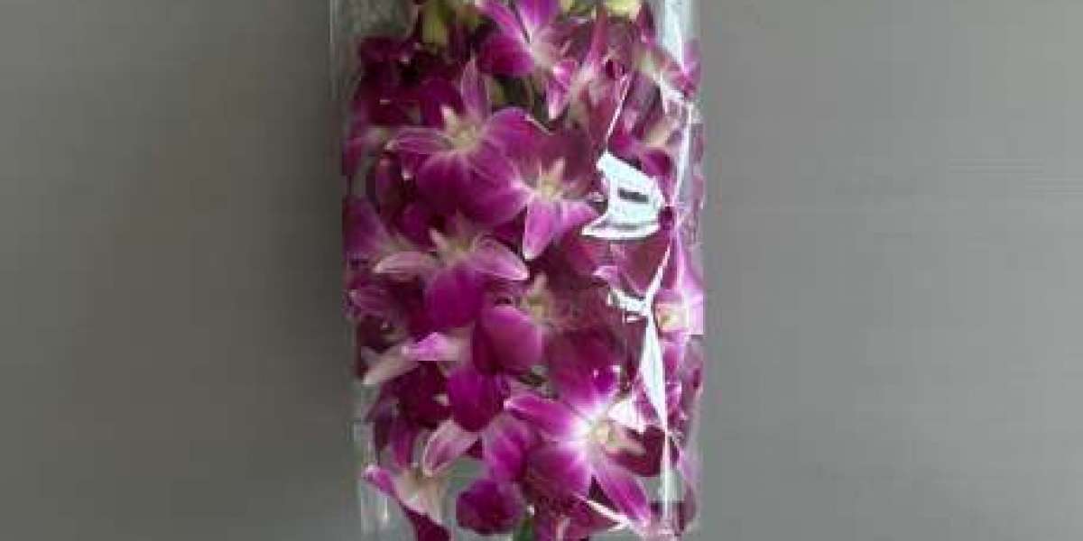 Buy Premium Wholesale Orchids Online Direct From Thailand Growers Worldwide