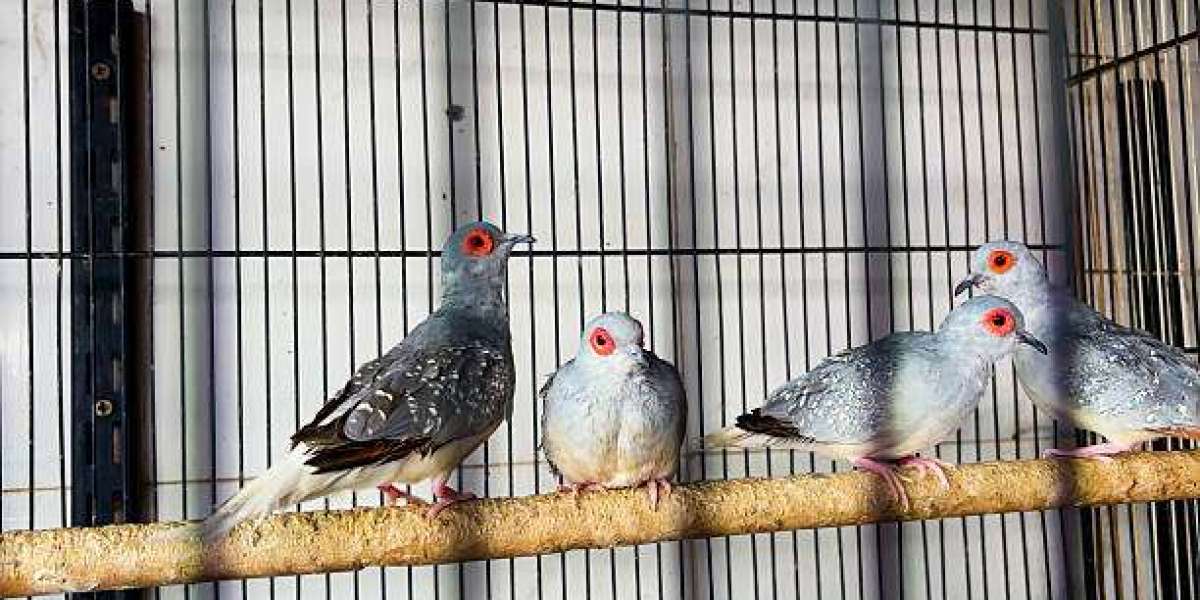 Feral Pigeon Trap Best Practices for Facilities and Pest Control Teams