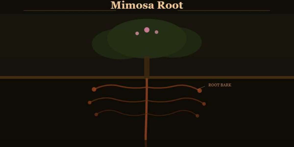 Why the Origin of Your Mimosa Root Actually Matters More Than the Price