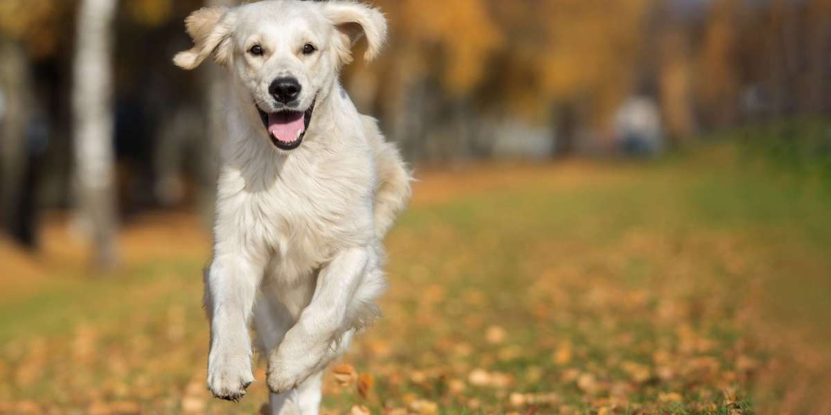 Everything Future Puppy Owners Ask Answered in One Simple Guide
