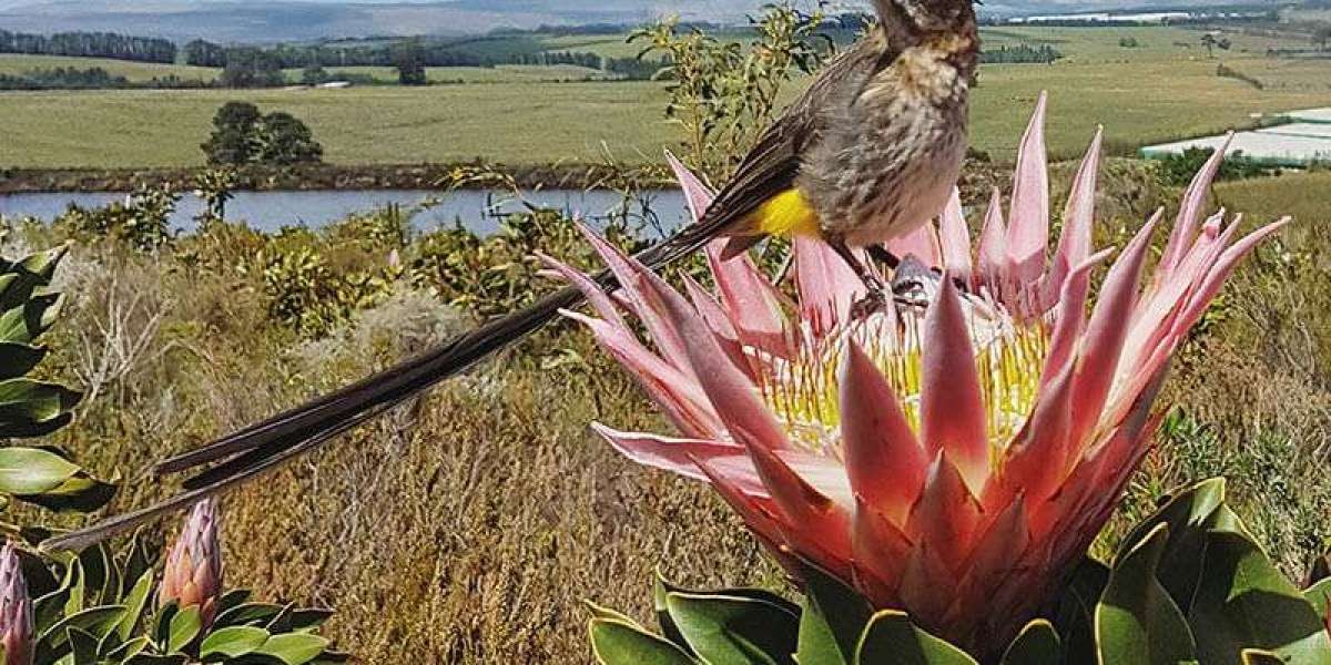 Blue Mountain Hike Adventures in South Africa Discover Luxury Slackpacking Experiences with Green Mountain