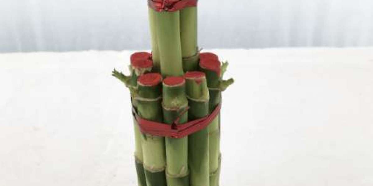 Best Lucky Bamboo Plants for Prosperity, Beauty, and Wellness