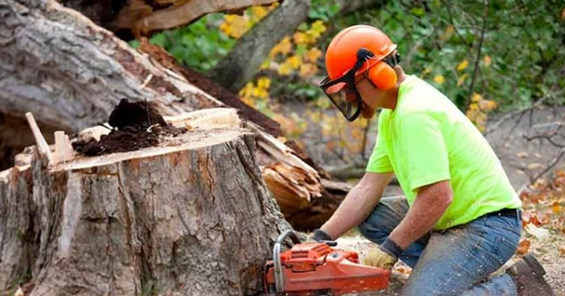 Tree Removal Explained: Smart Ways to Protect Your Property | Ways To