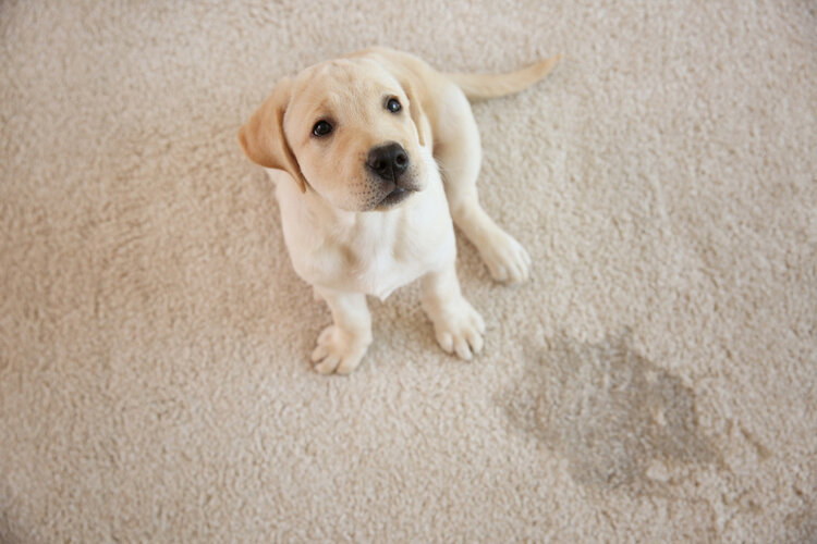 Say Goodbye to Carpet Odors with Expert Urine Smell Removal in Allentown – @sharecleaningservices on Tumblr