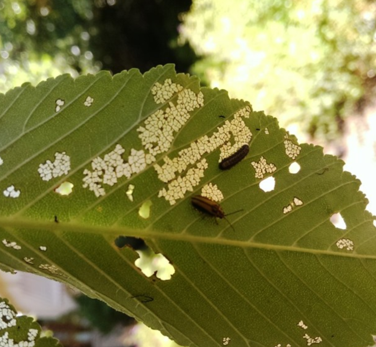 Saving Your Shade: A Complete Guide to Managing Elm Leaf Beetles – Daily Knowledge