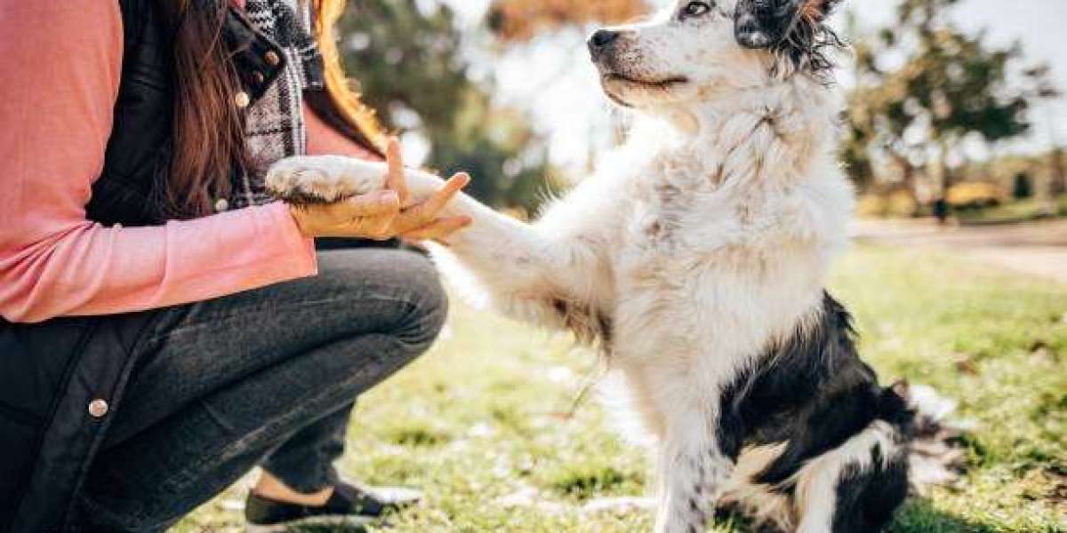 Unlock Your Dog’s Best Behaviour with Online Training Solutions
