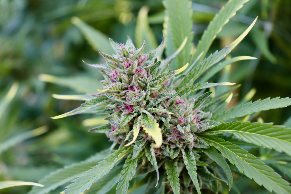 Weed Dispensary Newton | Vape Cartridges & Disposable Vapes