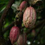 callebaut chocolate company